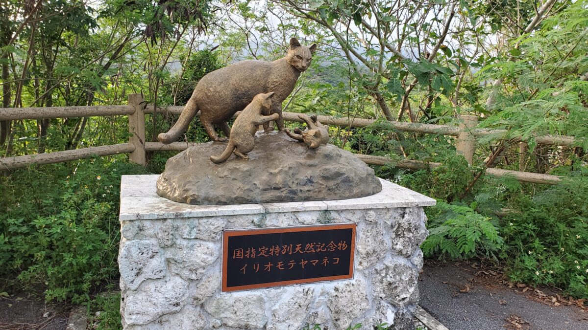 国指定特別天然記念物 イリオモテヤマネコ
