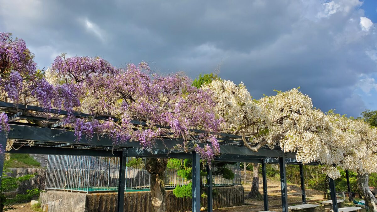 中山寺の藤棚