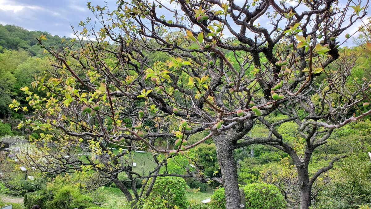 4月中旬の中山寺梅林 梅の実