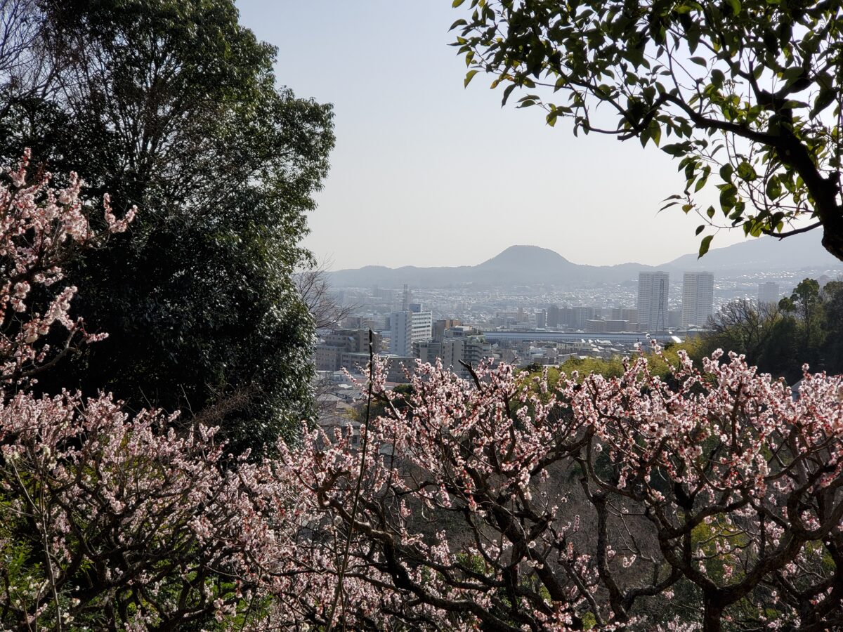 梅の向こうに甲山(写真中央)