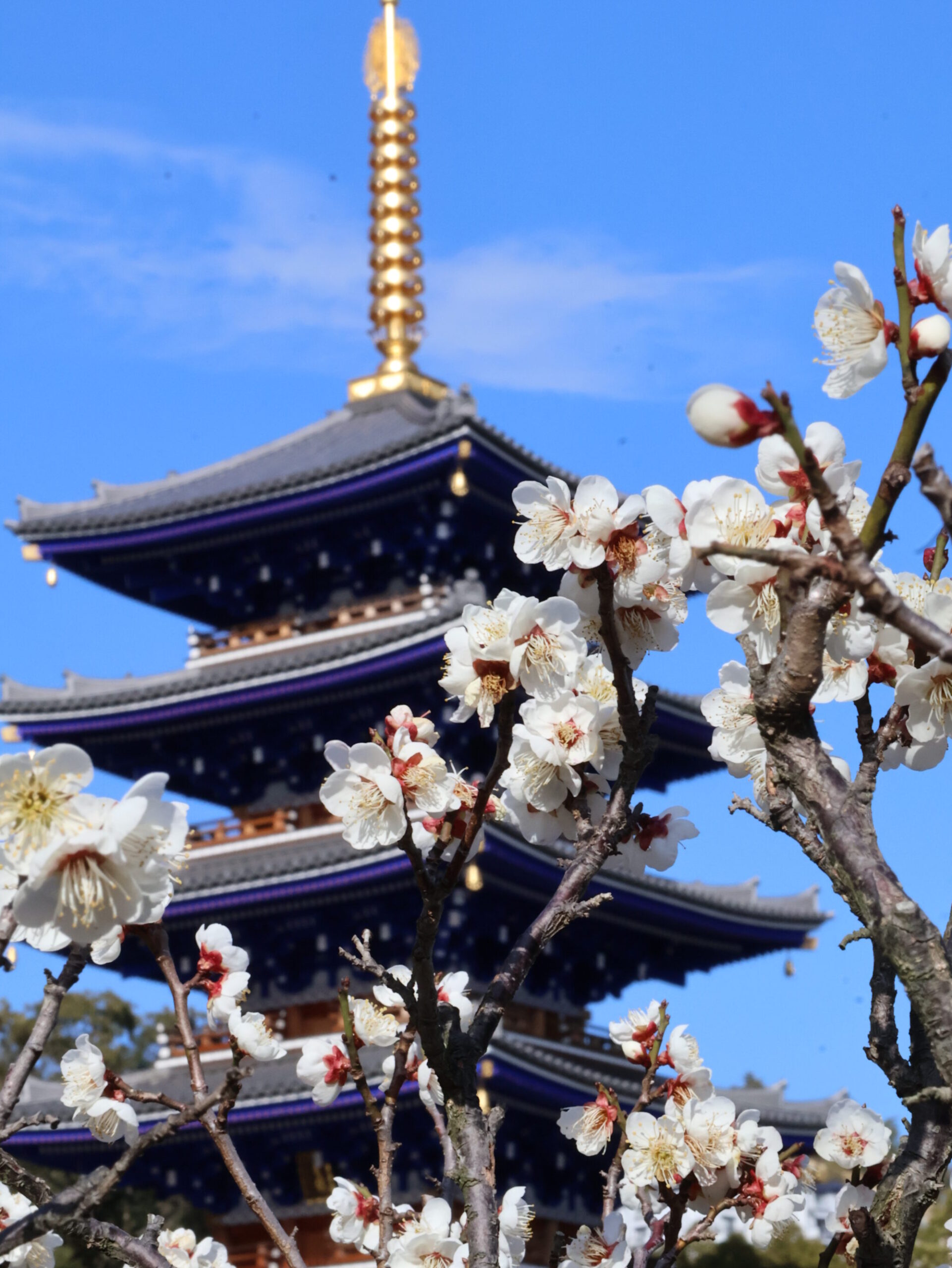 中山寺の梅は2月末頃から咲き始める