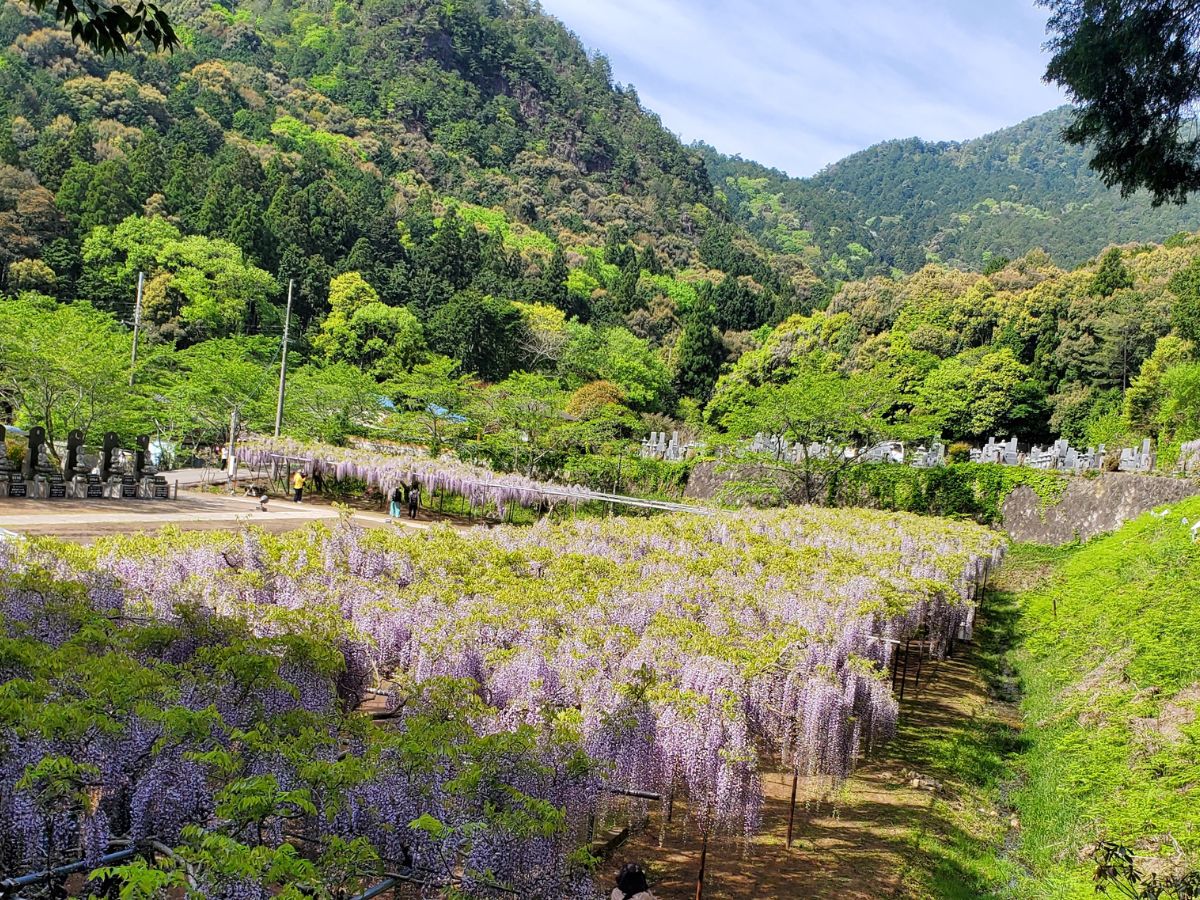 白毫寺(びゃくごうじ)全景
