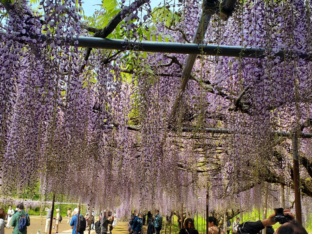 白毫寺(びゃくごうじ)の藤は甘い香り
