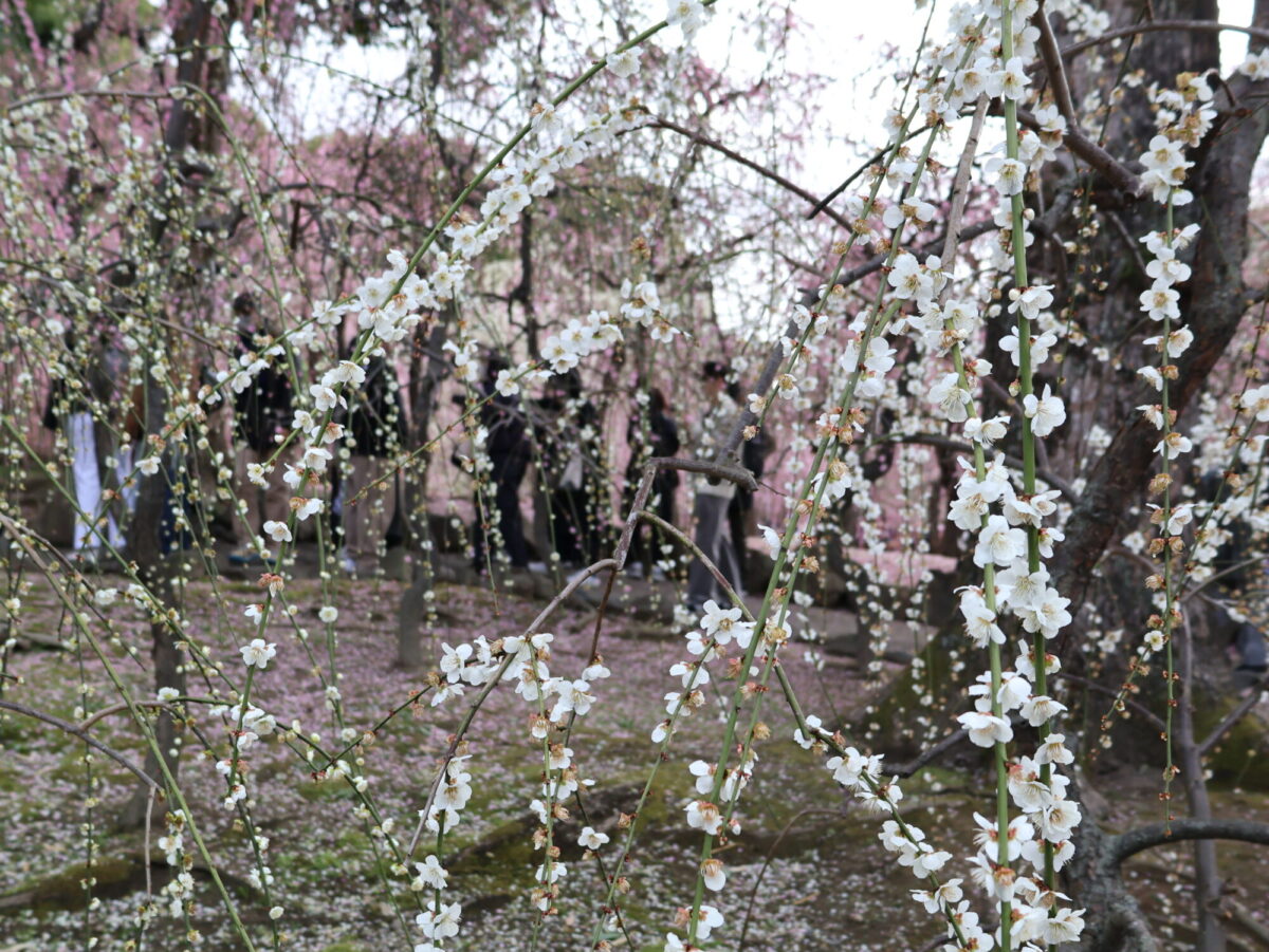 城南宮、写真撮影のひとでいっぱい